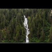 4-D Traveller - Alaskan Rainforest Dreaming