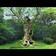 Cosmic Dream Club - The Sacred Tree Of Takeo Shrine