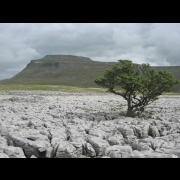 Cosmic Dream Club - Limestone Pavements