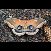 Cosmic Dream Club - The Summer Moth