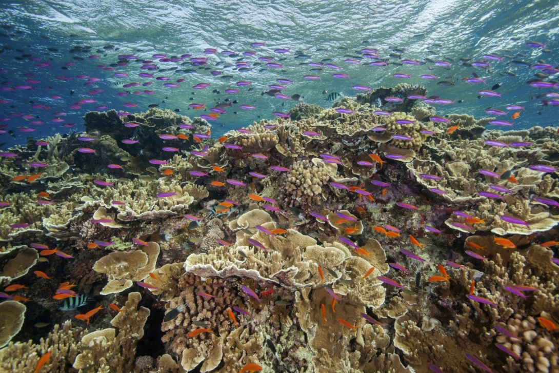 Cosmic Dream Club - The Great Barrier Reef