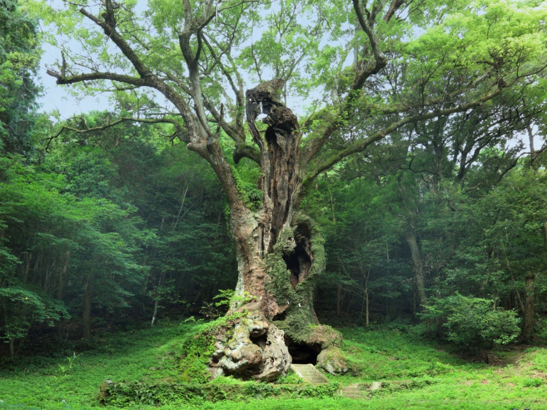 Cosmic Dream Club - The Sacred Tree Of Takeo Shrine