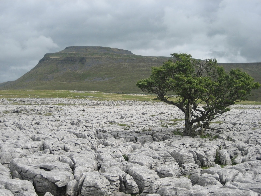 Cosmic Dream Club - Limestone Pavements